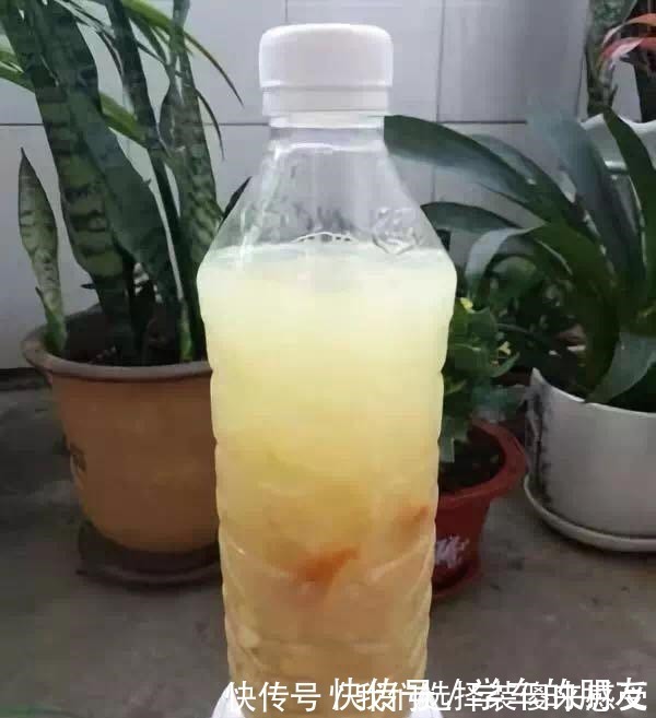 君子兰|用2个方法,将黄豆处理一下,就是“花卉氮肥”,养啥都旺!