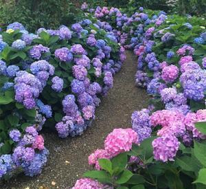 2种漂亮花,开春后别再修剪了,否则难开花!