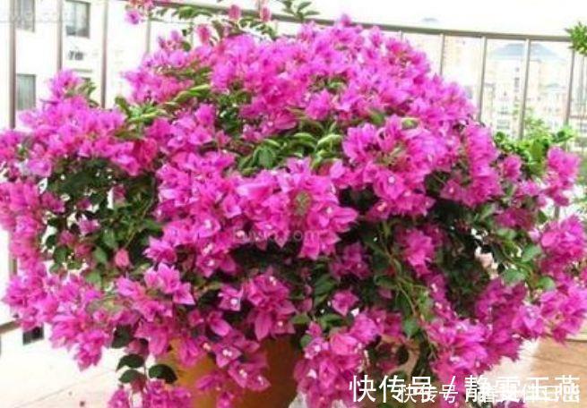 三角梅|4种花就适合现在养，花朵多、花期长，新手懒人都养得好！