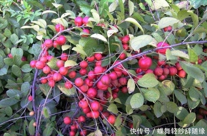 保健|农村这种野果,钙含量很高,被称为“补钙之星”,是高级保健水果