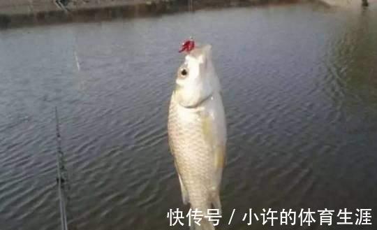 鱼口太轻，打不中实口，用这三招，马上轻口变顿口
