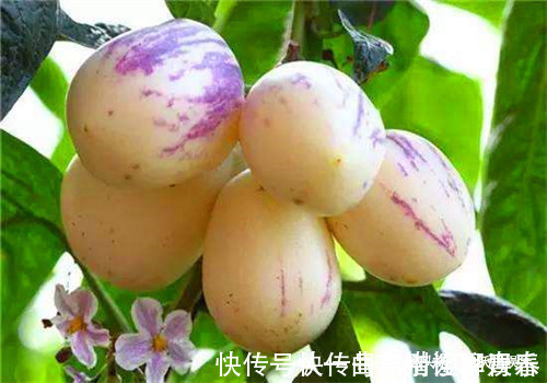 鲍鱼|聪明人最爱吃4种食物,排毒养颜、排毒素清,有益健康