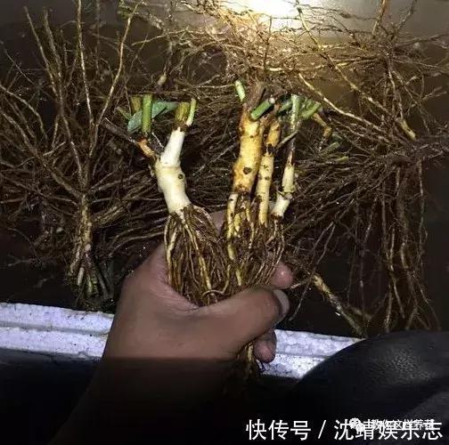木香|月季养成树，开花一团团，轻松开成大花球，阳台也能养得好！