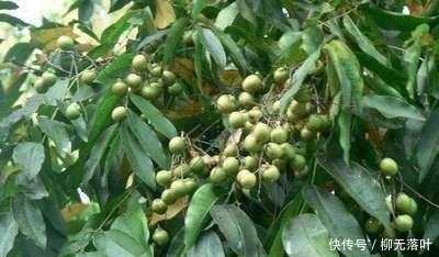 农村一种果实，被称为“天然洗涤剂”，洗脸、手、头、碗等皆可用