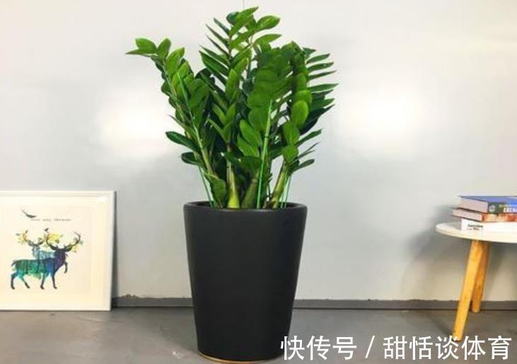 客厅摆上5种花，寓意美好越养越旺，皮实好养颜值高，适合新手