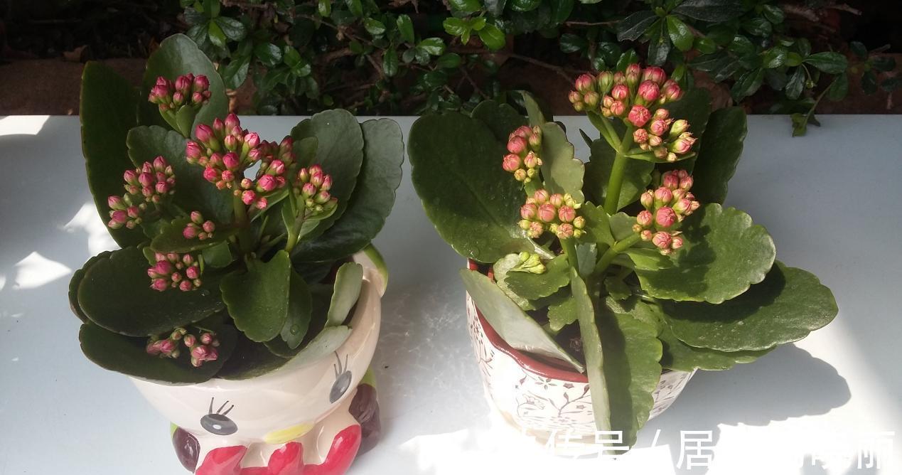 施肥|入秋后,该怎么养护长寿花?5点做到位,冬日将不断开花长新叶