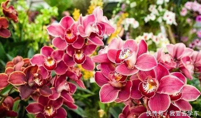 11种能在室内开大红色花朵的植物,养成盆栽后反而更好打理!