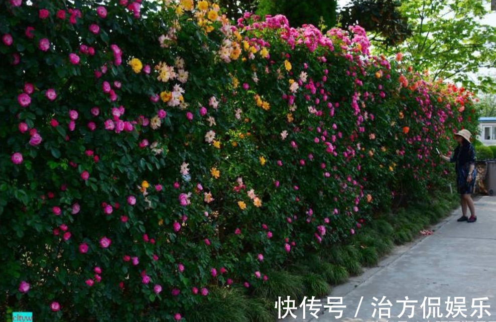 花卉盆栽|养藤本月季,牢记3点,猛长3米长,呼呼“爬满墙”,一片花海!