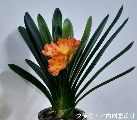 君子兰冬季养护“小妙招”,做2步,生长开花两不误,蹭蹭变群兰