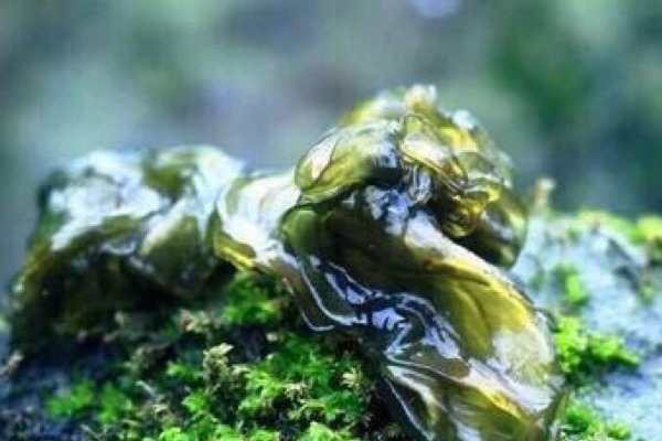 腰痛|十人九腰疼,常把4物当零食吃,消炎止痛,腰不疼了,腿不酸了!