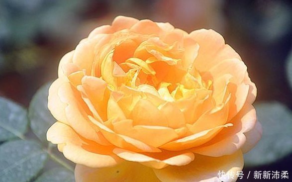 花香|喜欢养花，就养这5种花，不仅花香浓郁，“颜值”特别高