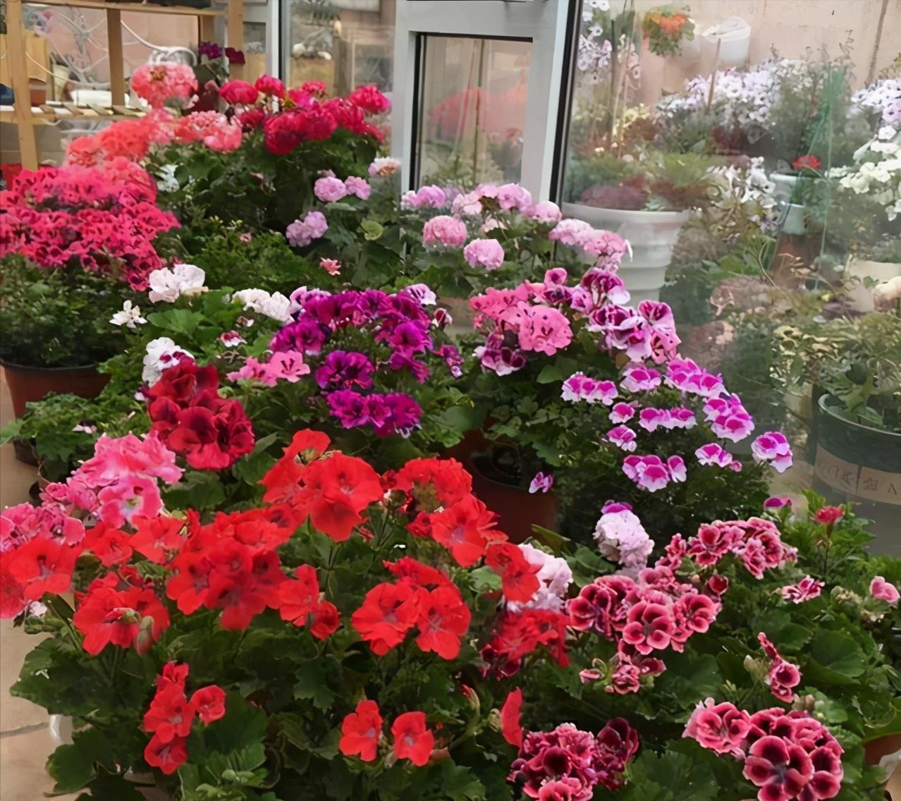 天竺葵|天竺葵是“夏必死”?教你这么做,夏天一样开,全年花不断