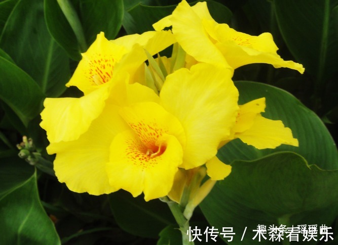 繁花似锦@此花叶似芭蕉花似蝴蝶,繁花似锦曼窕轻舞,寓意着美好的未来