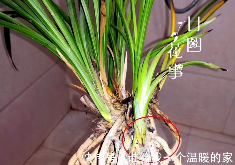 鳞茎|兰花发芽了,花友却又爱又恨,老师傅:这是海底芽