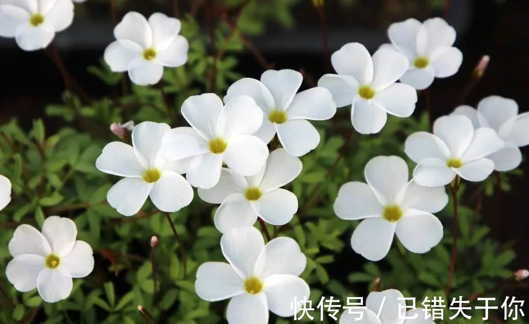 桃之辉|温度越低,颜色越深,可与桃花相较的光叶酢浆草你见过吗?