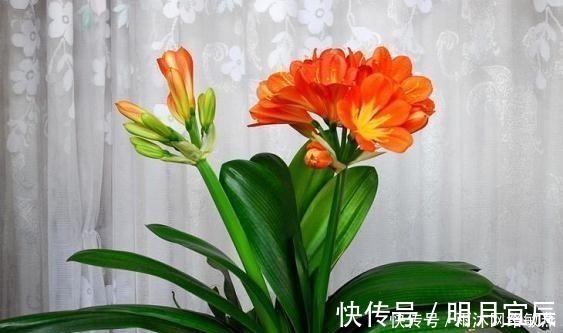 花友|爷爷养君子兰,把“它”垫在盆底,冒出“6个花苞”,叶片油绿!