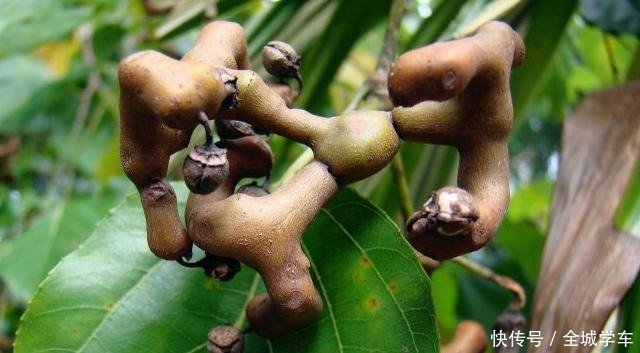 它就要成熟了,请别嫌弃果实小,记得采摘,目