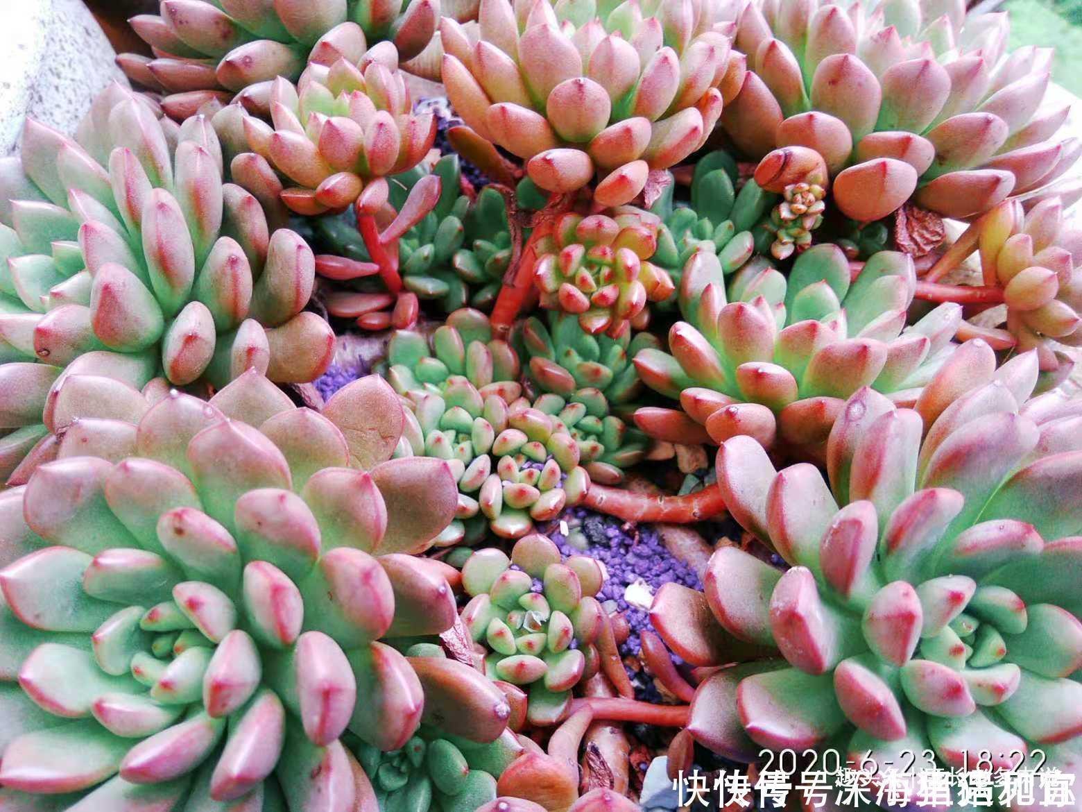 只要给机会就有可能逆袭——记多肉红宝石从叶片到老桩的成长过程