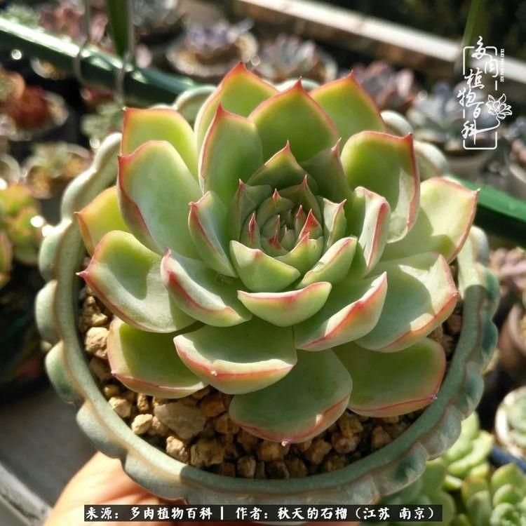 渡劫归来的肉肉,谁是谁的前世,谁又成了谁的今生