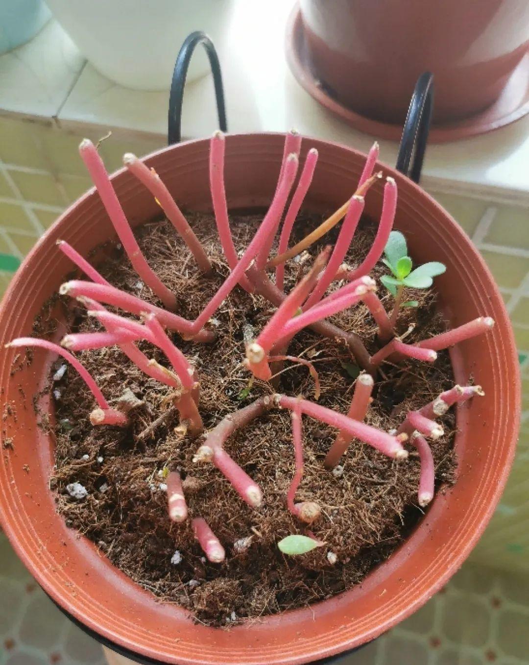 种花|8种花赶紧剃头,剃得越狠,开花越多