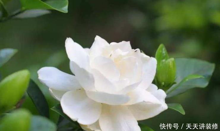 3种花,最适合养卧室,释放氧气助睡眠,一觉睡到天亮