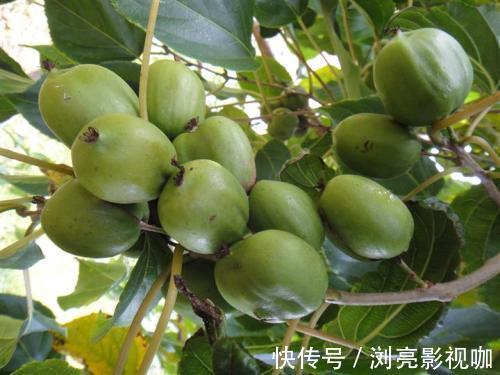 生根|阳台别只养花,种一棵果树,落土就生根,果子香甜可口!