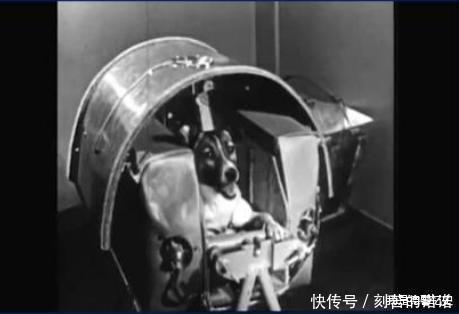 它被前苏联送上太空，被称之为第一只天空狗，后来怎么样了