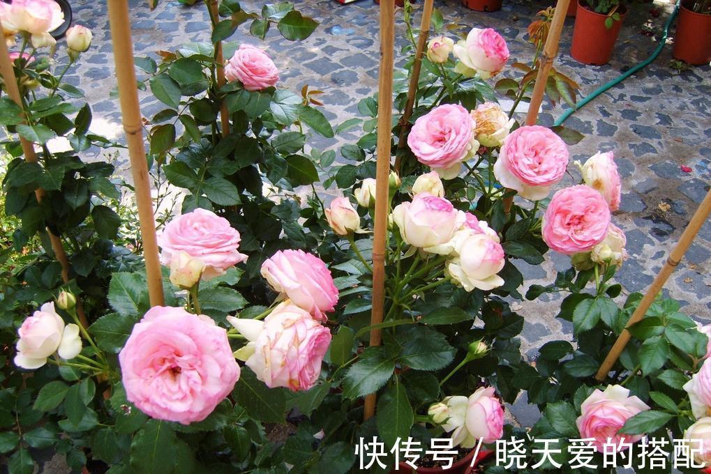 适合十月养的“14种花”，成活率高，能早日开花，喜欢别错过