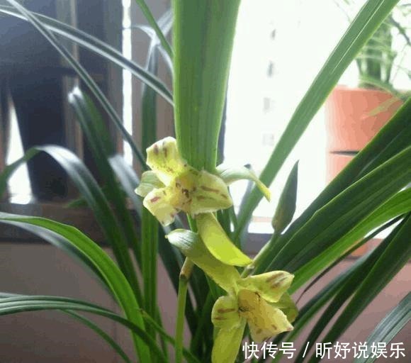 老头|单苗老头兰花从发芽到开花要5年,这么做可以缩短一半时间