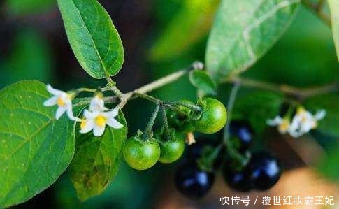 苦葵|本草綱目 農民把它當成草，殊不知“龍葵”的藥用價值非常高