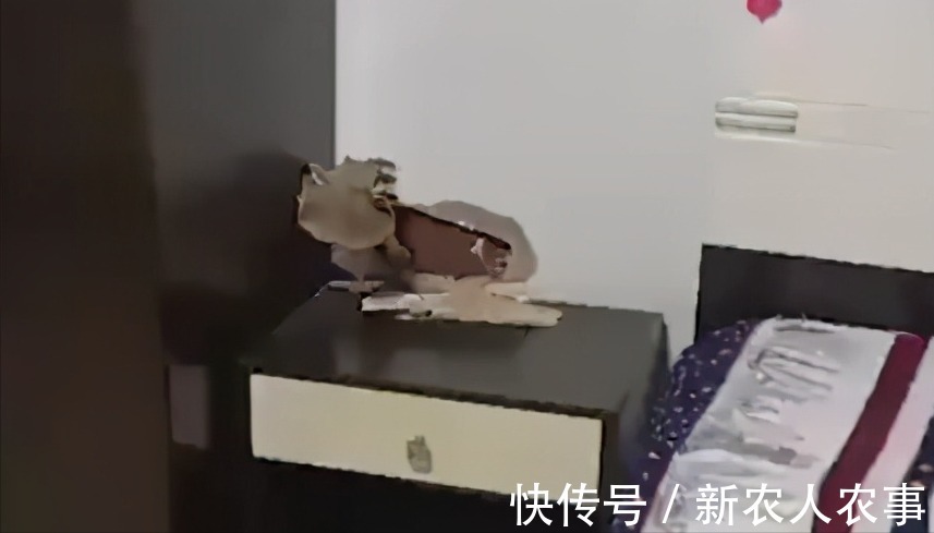 稀罕事|卧室墙上长鸡枞,“菌子王国”云南的又一稀罕事,网友:天降美食