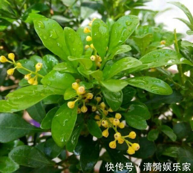 米兰花只有嫩叶，老叶全掉了是怎么回事只怪你过于勤快