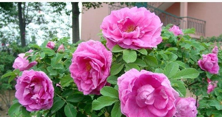 6种漂亮花，又香又好吃，美食之花，你养过几种？