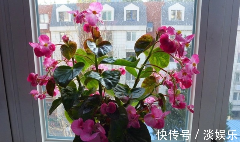 淘米水加点“它”,养啥花都旺,枝粗叶壮、开花多