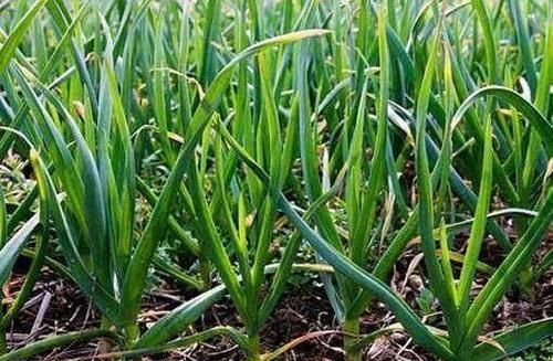 女人愛美，適合常吃3種食物，降壓減脂，清理腸胃，增強抵抗力