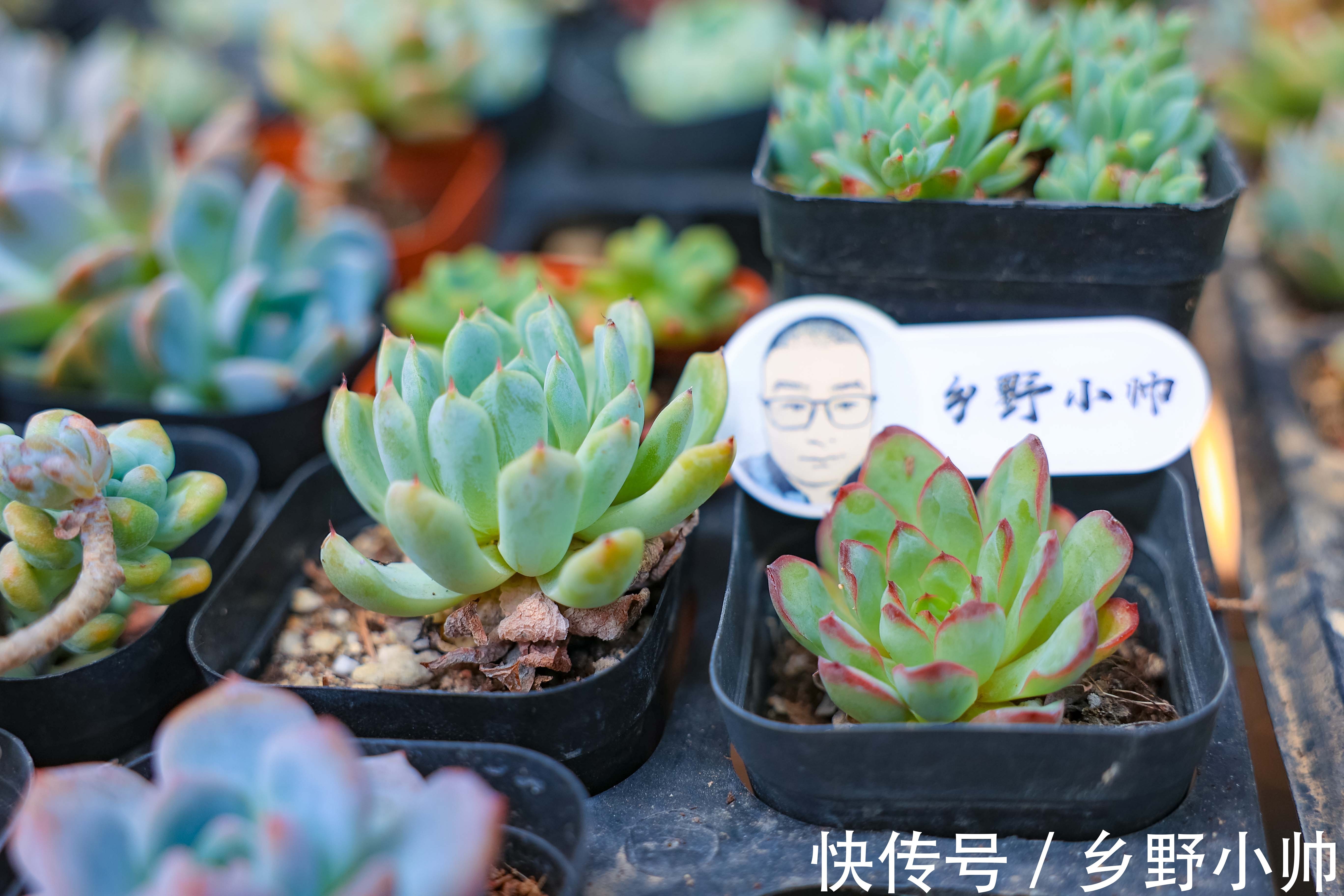 立秋时节|立秋时节,喝完第一杯奶茶,开始新的养肉之旅让多肉快速上色