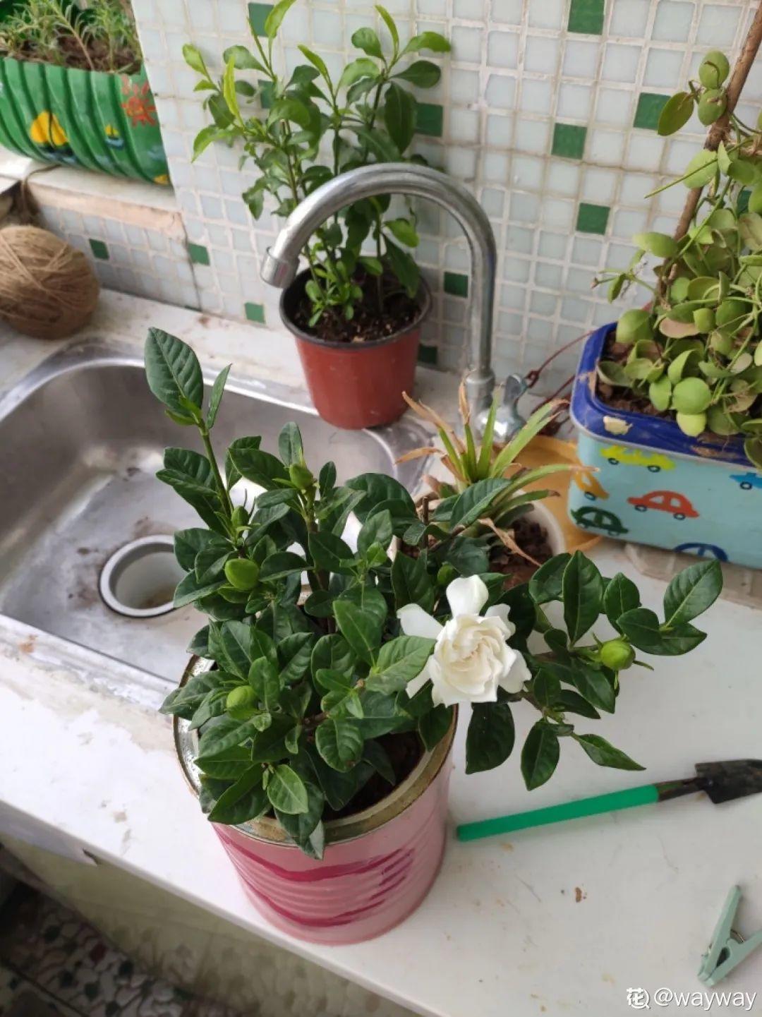 给花浇水要小心，5种水不能浇，浇完立马就黄叶！