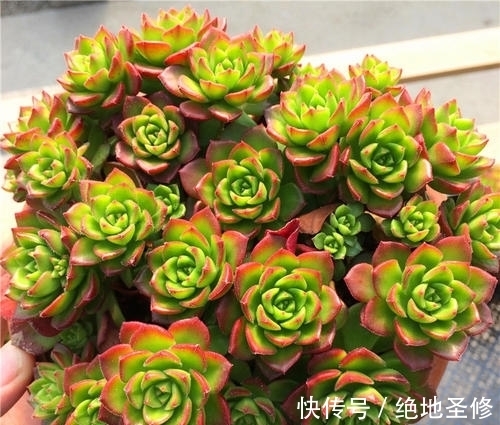 厚叶|3种多肉植物,号称“爆崽小能手”,晒一晒上色美,容易群生爆崽