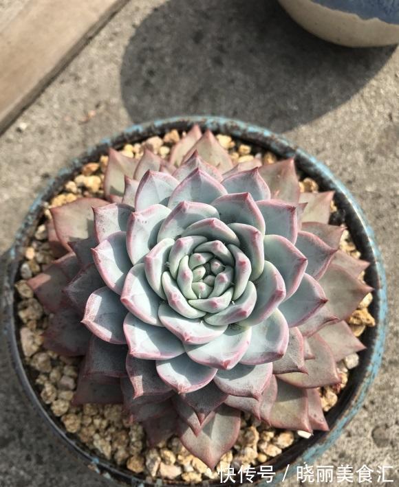 朋友种多肉,专用大盆,她说大盆养肉长得快,完全是错误的想法