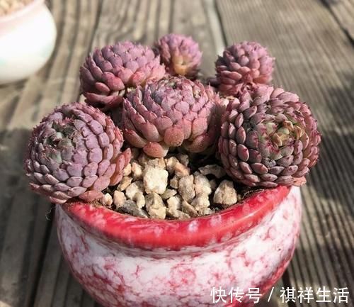 氮磷钾肥养多肉，全盆栽成“胖娃娃”，让别人看了都羡慕