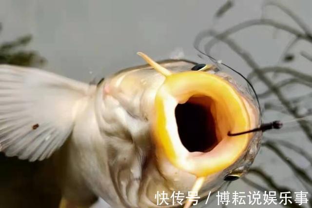 钓饵|钓技不高别总嫌鲤鱼太“滑头”,按我说的做,竿子立马大弯弓