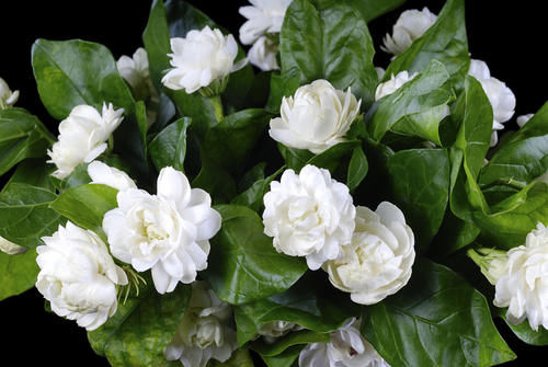 三种水夏天经常给花浇一点，不招病虫害，花卉长得还茂盛