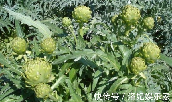 排毒养颜|朝鲜蓟排毒养颜、清热去毒,掌握四点,收获优质的朝鲜蓟!