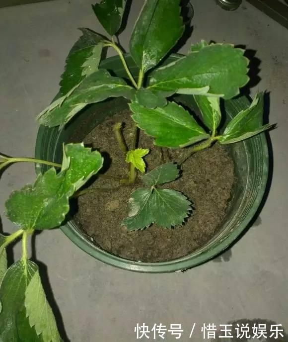 夏季换盆一时爽,“方法”错了,换完花卉死翘翘