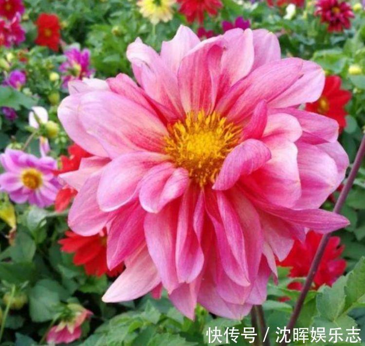 旺运花|4种旺运花，吉祥添富贵，花朵多又艳，直接变成“小花园”！