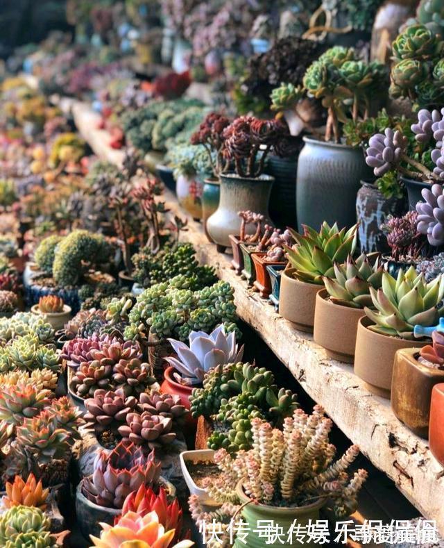 盆栽|他痴迷养多肉,将500多盆多肉养出“高级感”,大家都夸美如仙境