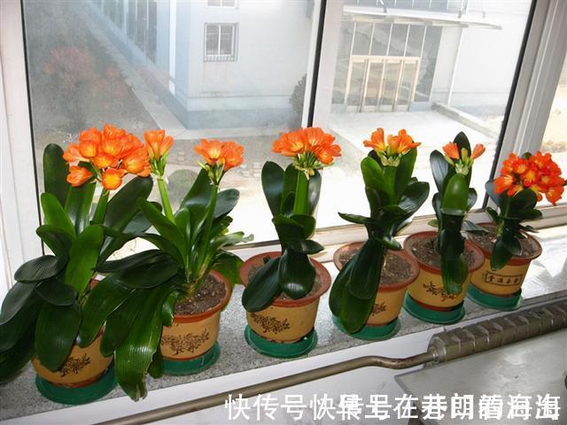 天冷|天冷了,15种漂亮花喜欢“大太阳”,多晒长得壮,花更多