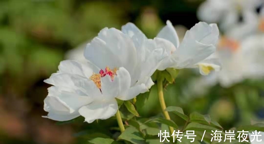 才子#唐代才子卢纶的一首诗,写尽了白牡丹的美丽,可谓与众不同