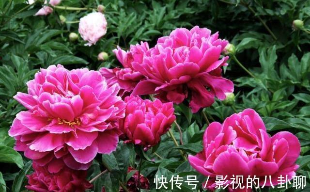 农历十一月大雪过后,养什么花?家里养3种花,幸福相随不离不弃