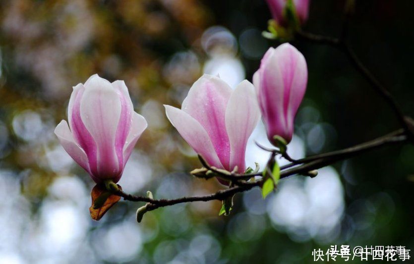 羽衣甘蓝|家有小院,就养7种“耐寒花”,从秋到春不寂寥,冬天也有花看